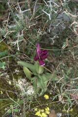 Anacamptis papilionacea
