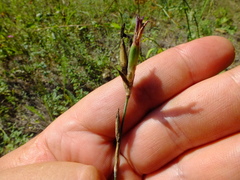 Dianthus borbasii