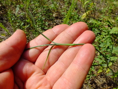 Dianthus borbasii