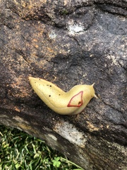 Triboniophorus graeffei