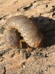Pericoptus