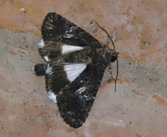 Aedia leucomelas