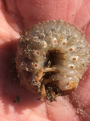 Pericoptus