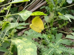 Eurema hecabe