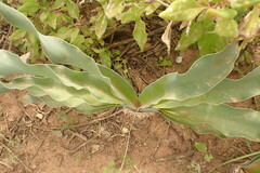 Boophone haemanthoides