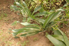 Boophone haemanthoides