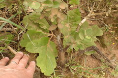Knowltonia vesicatoria