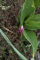 Anacamptis papilionacea