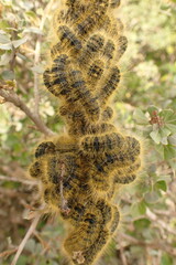Bombycomorpha bifascia
