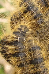 Bombycomorpha bifascia