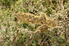 Bombycomorpha bifascia