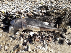 Torquigener pleurogramma