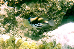 Rhinecanthus aculeatus