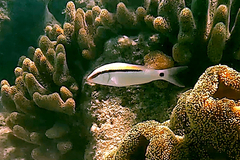 Parupeneus barberinus