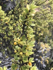 Coprosma montana