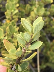 Coprosma montana