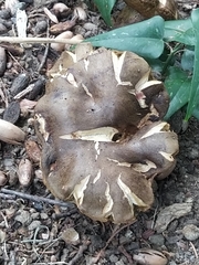 Lactarius turpis