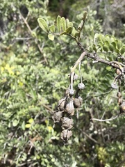 Sophora chrysophylla