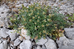 Teucrium montanum