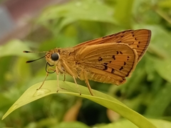 Cephrenes trichopepla