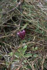 Anacamptis papilionacea