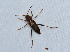 Neoclytus mucronatus