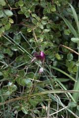 Anacamptis papilionacea