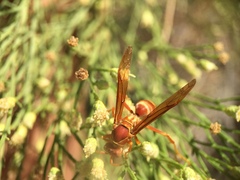 Fuscopolistes