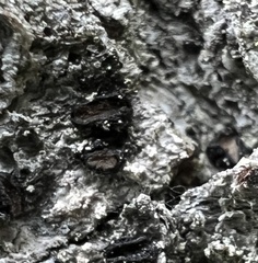 Pseudographis pinicola
