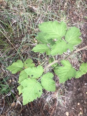 Rubus hawaiensis