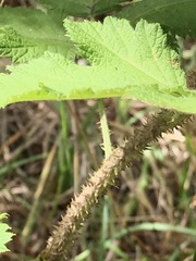 Rubus hawaiensis