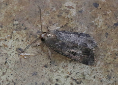 Spodoptera cilium