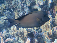 Ctenochaetus striatus