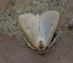 Achyra nudalis