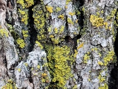 Xanthomendoza
