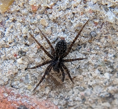 Trochosa terricola