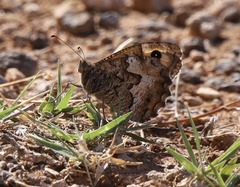 Hipparchia blachieri