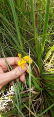 Eulophia leontoglossa
