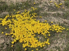 Lampranthus explanatus