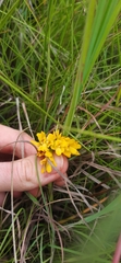 Eulophia leontoglossa