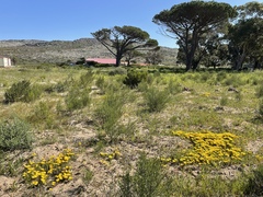 Lampranthus explanatus