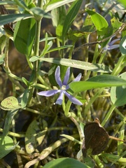 Heteranthera limosa