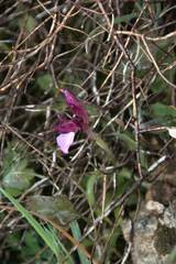 Anacamptis papilionacea