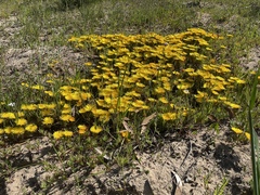 Lampranthus explanatus