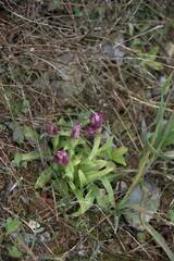 Anacamptis papilionacea