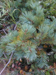 Pinus pumila