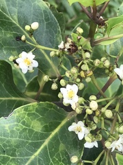 Ilex anomala