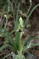 Ophrys