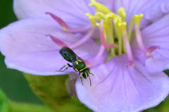 Palaeorhiza disrupta