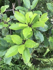Ilex anomala